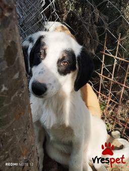 Ράτσα: Άγνωστο - Ημίαιμο | Ηλικία: 4 μηνών | Φύλο: Αρσενικό | Αρ. Microchip: 0000000000000000000000000000000000 | Περιοχή: Διόν Όλυμπος, Μακεδονία